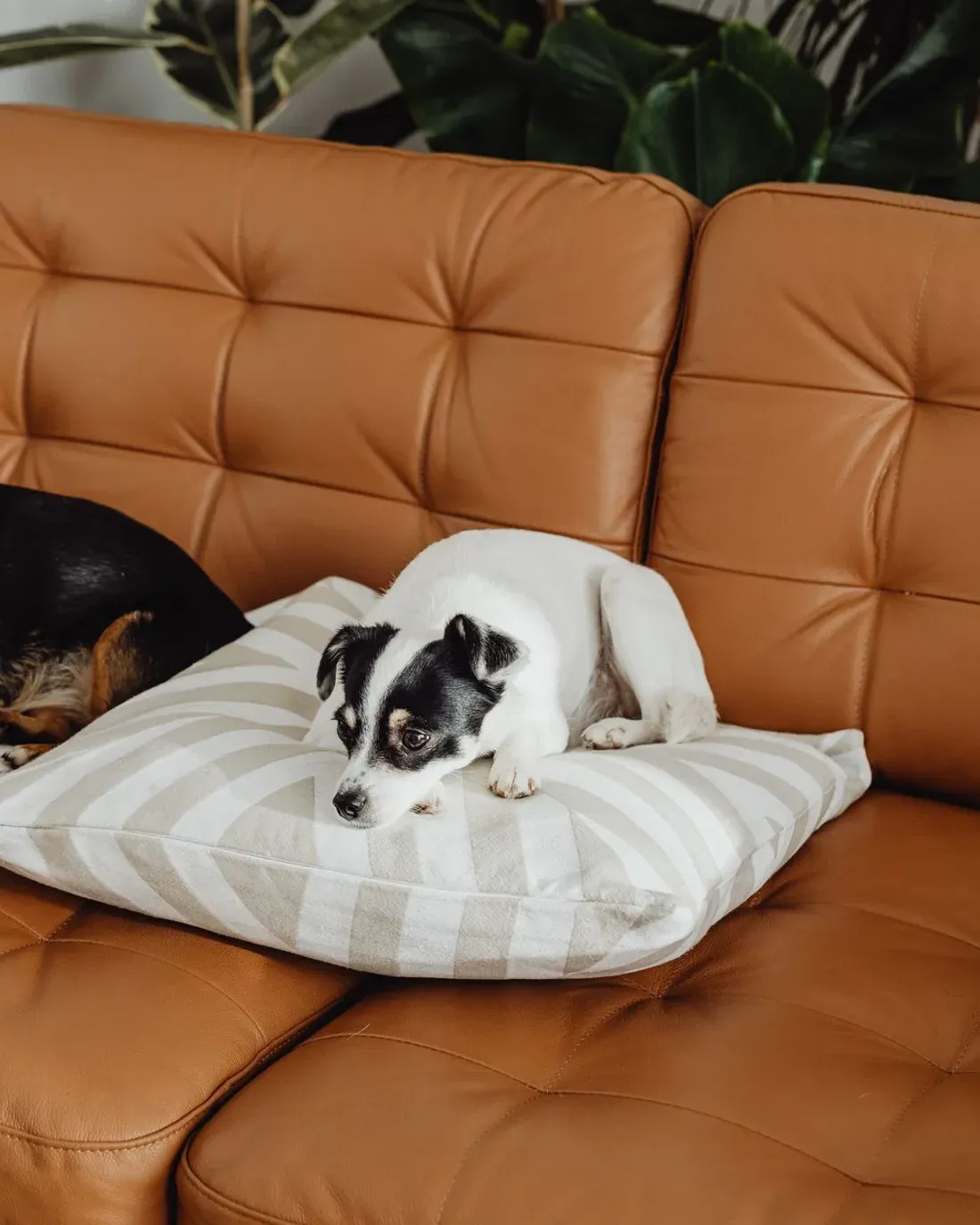 Hund som vilar på en kudde i en varm vardagsrumssoffa