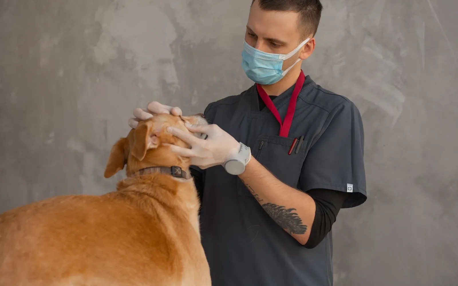 Veterinär undersöker en hunds huvud