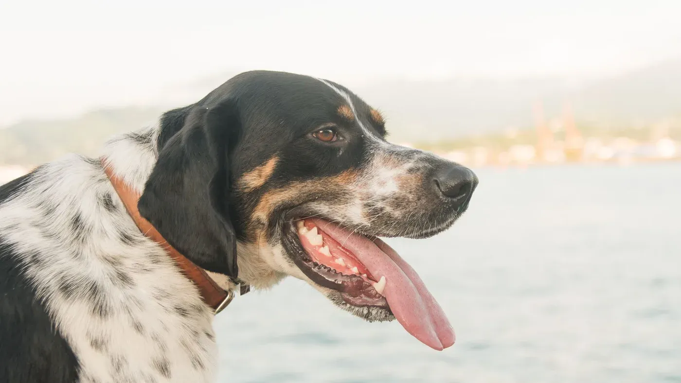 Hund med läderhalsband