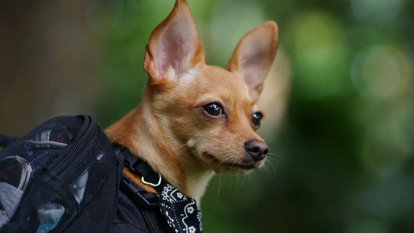 Liten hund i hundryggsäck utomhus