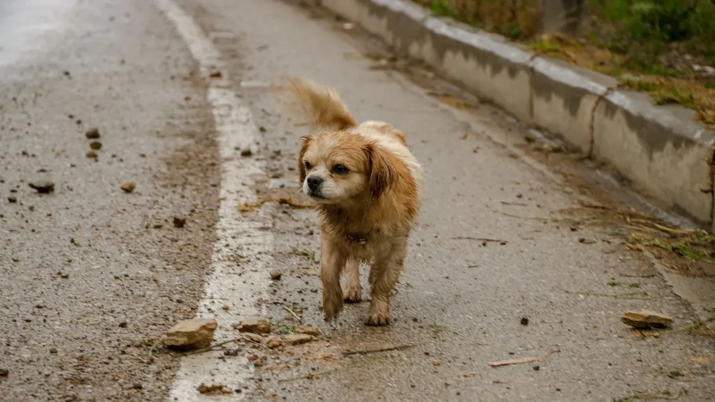 Lerig hund efter promenad vid bilen