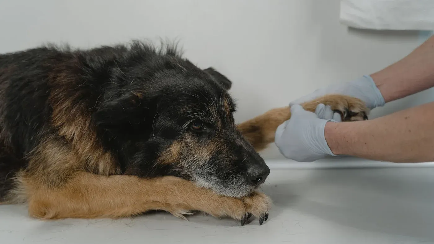 Hundägare kontrollerar pälsen