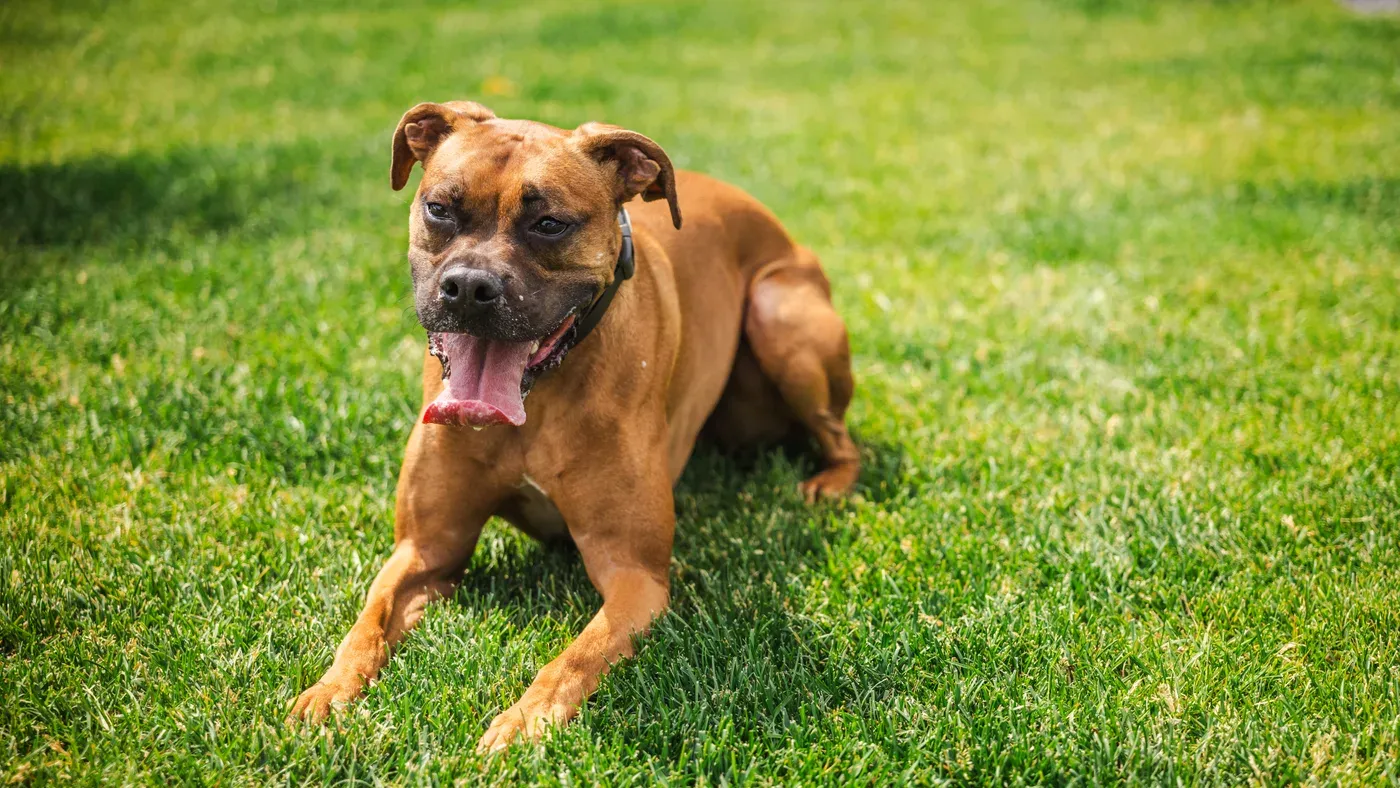 Hund som svalkar sig i sommarvärme