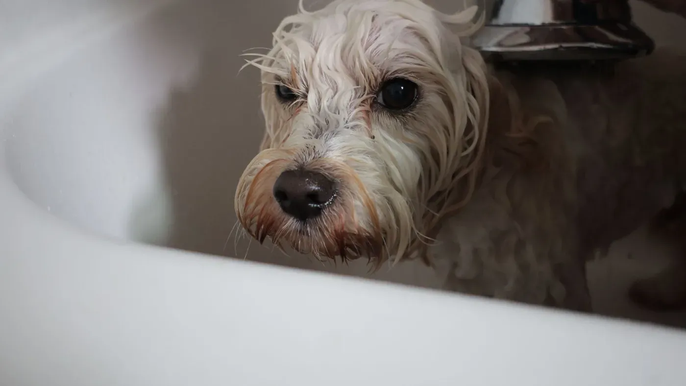 Hund som badas varsamt