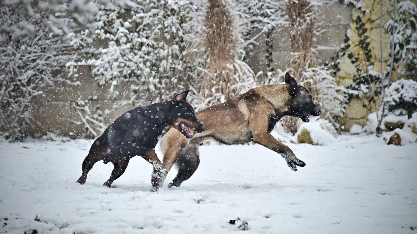 Hund som leker i snön