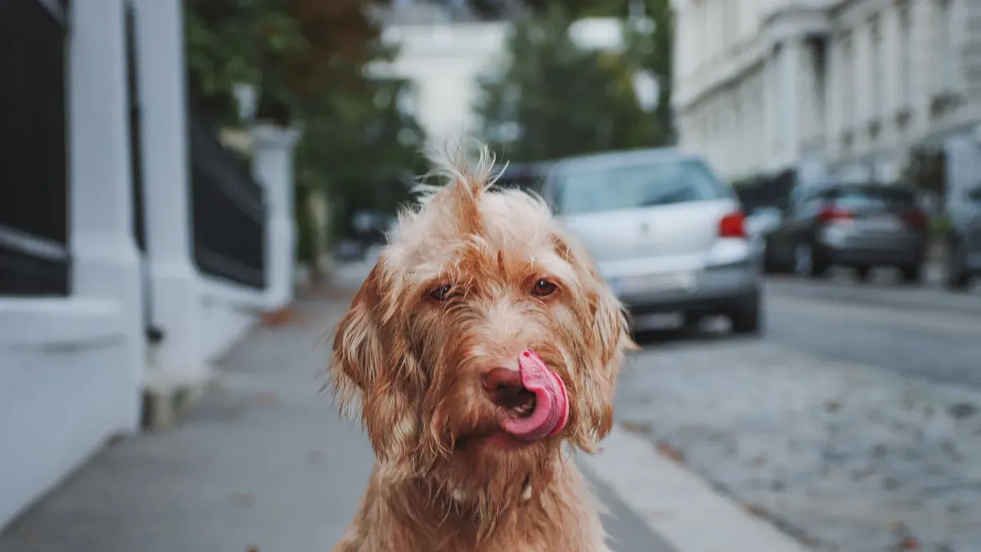 Hund som slickar sig om munnen