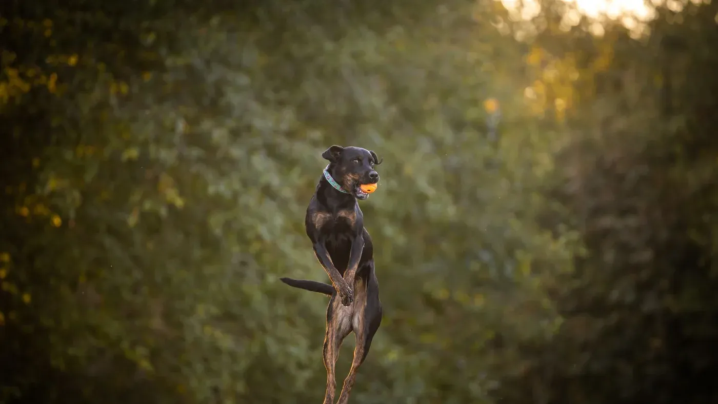 Hund som fångar boll i luften