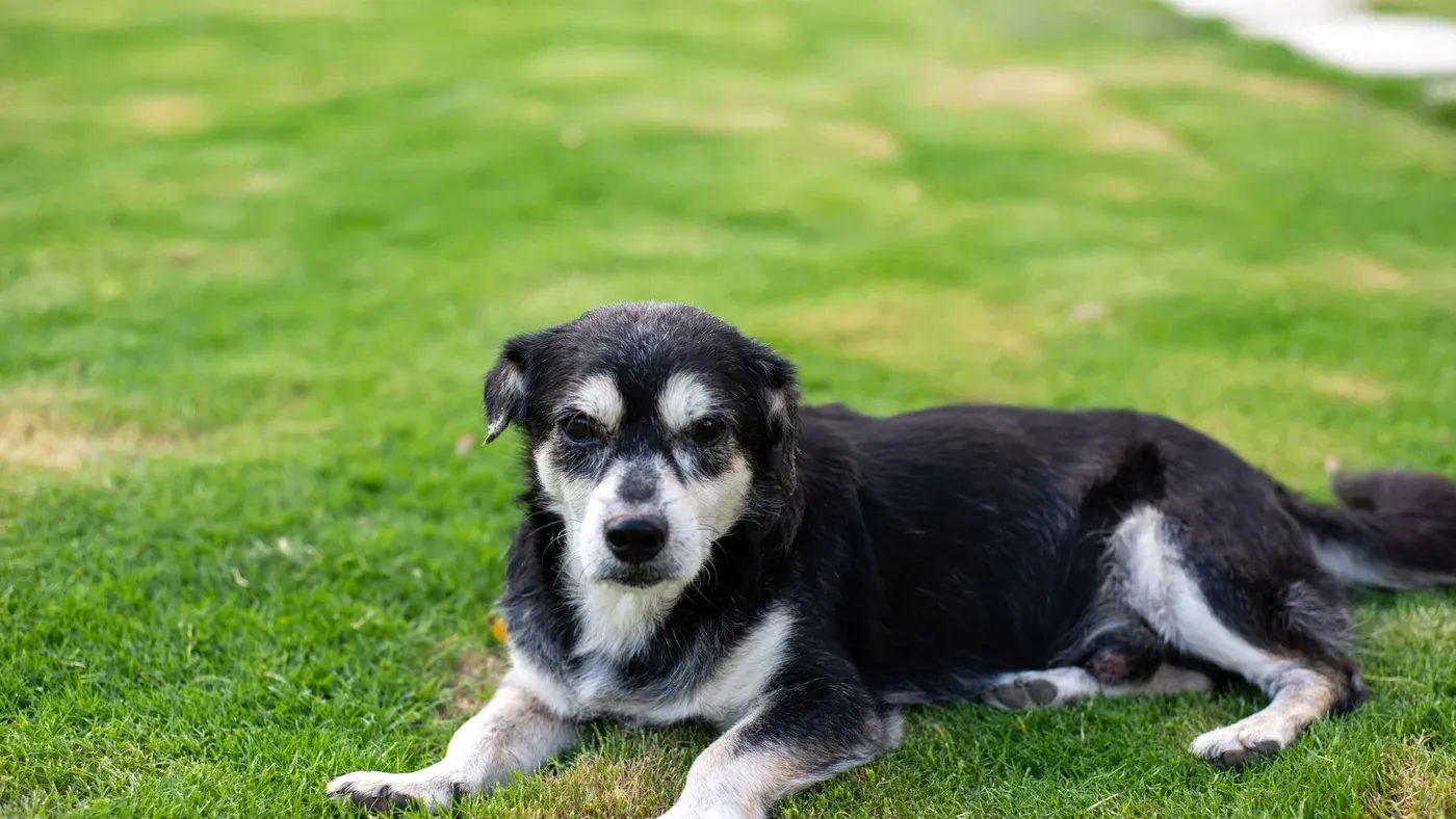 Senior hund som vilar bekvämt