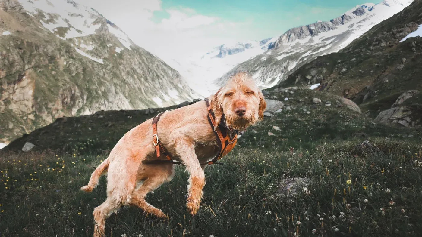 Hund på fjällvandring