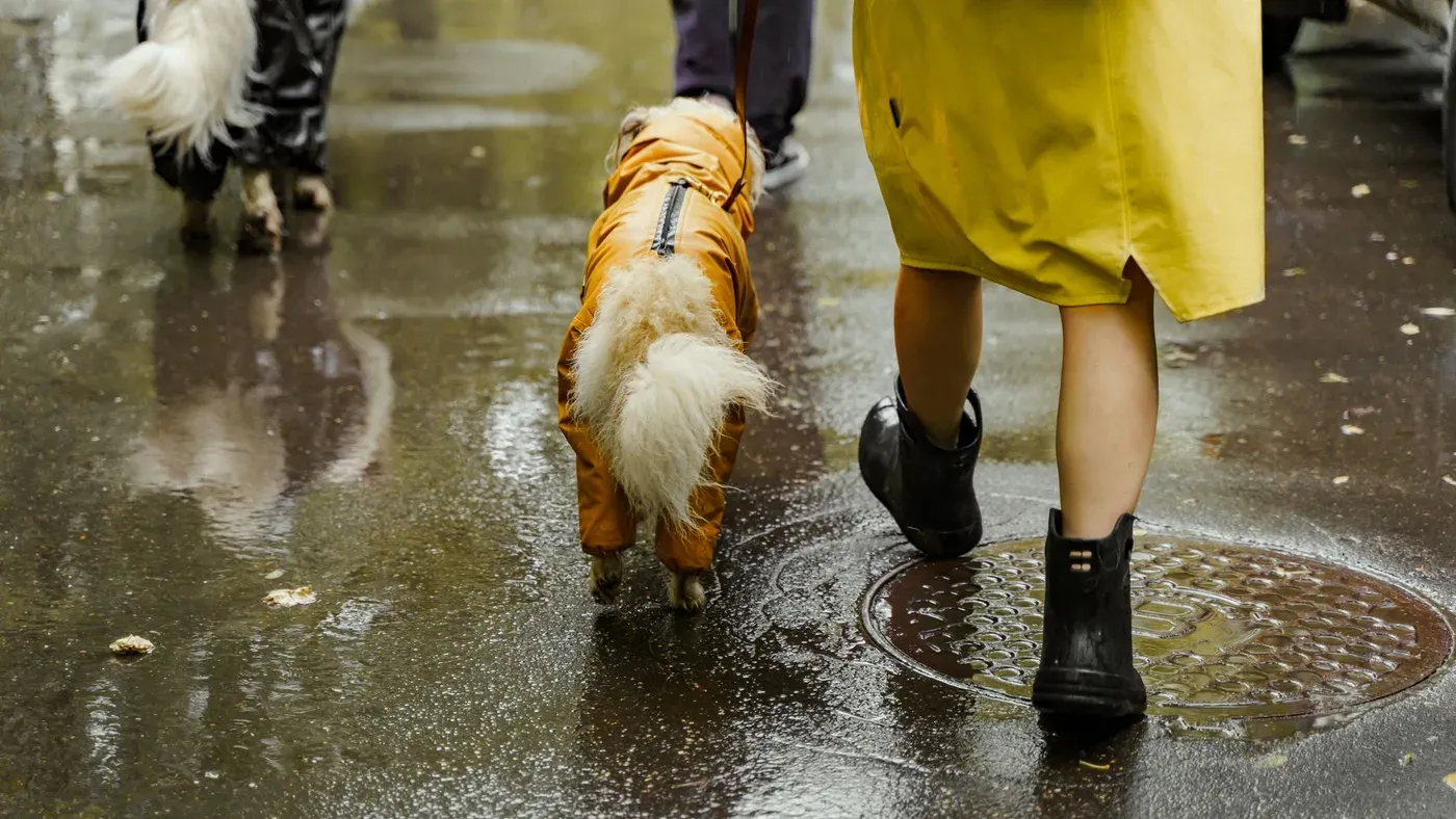 Hund på blöt gata i regn