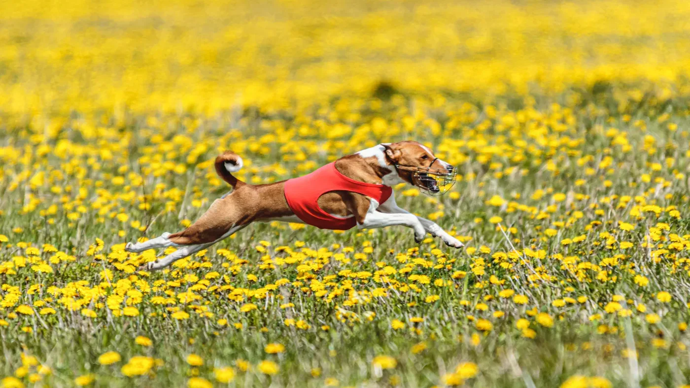 Hund som springer på äng i sommarvärme