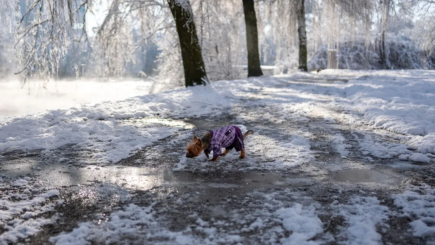 Hund på vinterpromenad i snö