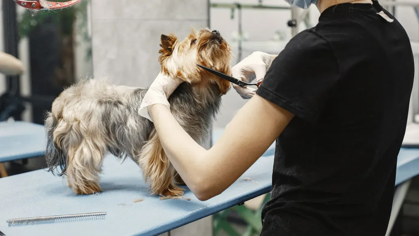 Hund som klipps hos groomer