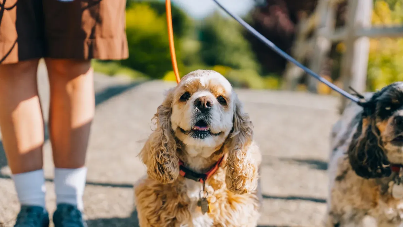 Hund som går fint bredvid sin ägare