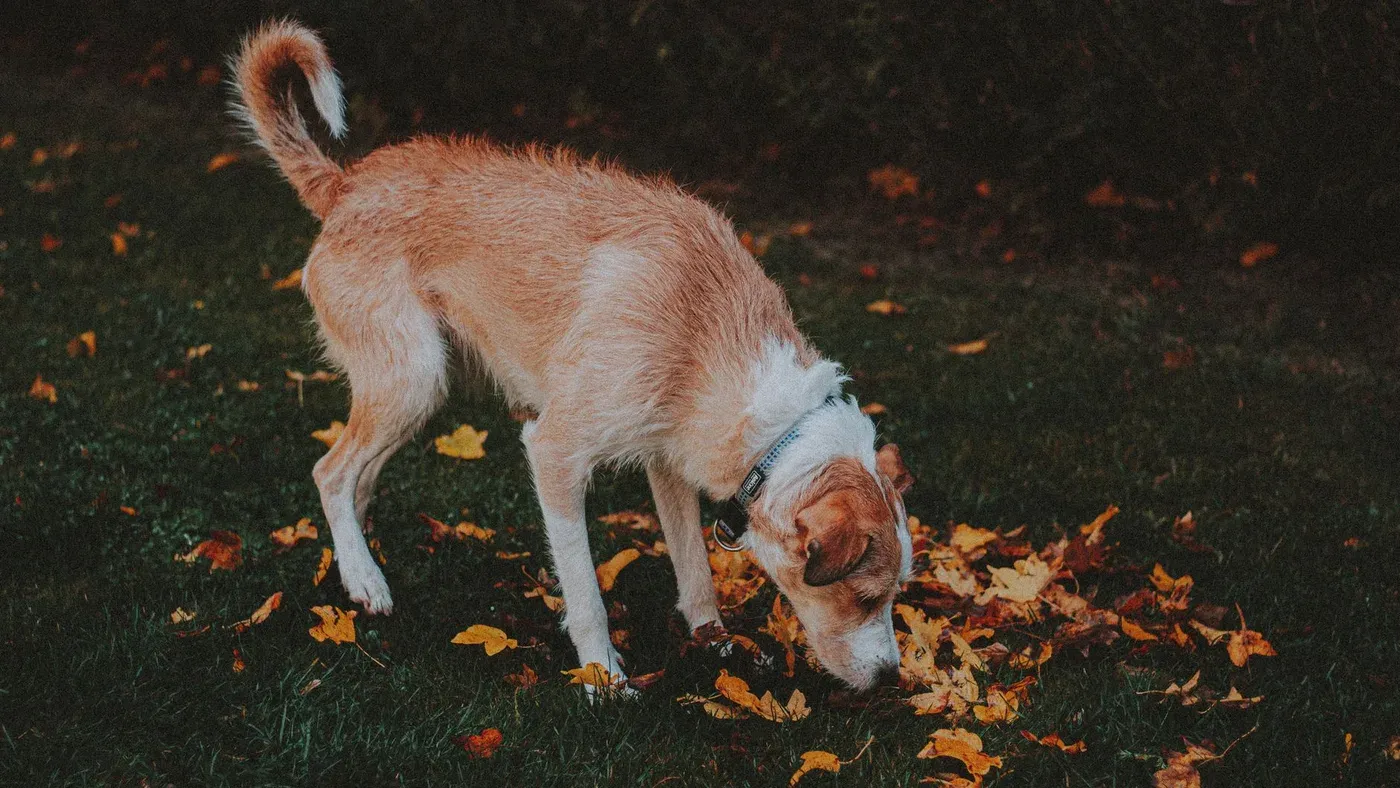 Hund nosar i nosarbetsmatta