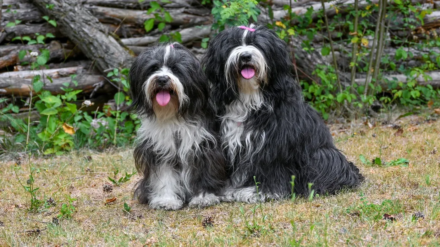 Fluffig hund med dubbel päls