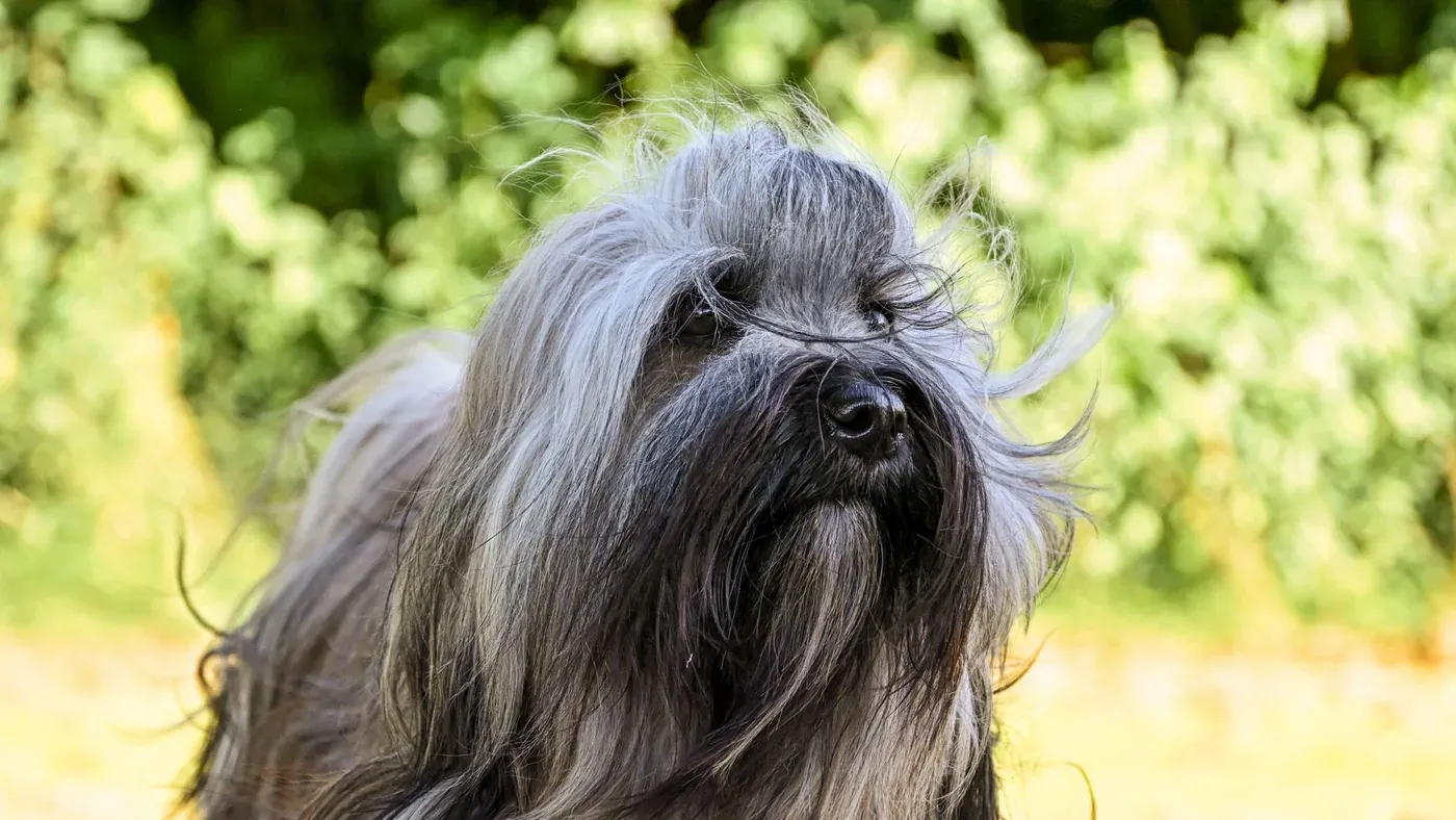 Långhårig hund med tjock päls