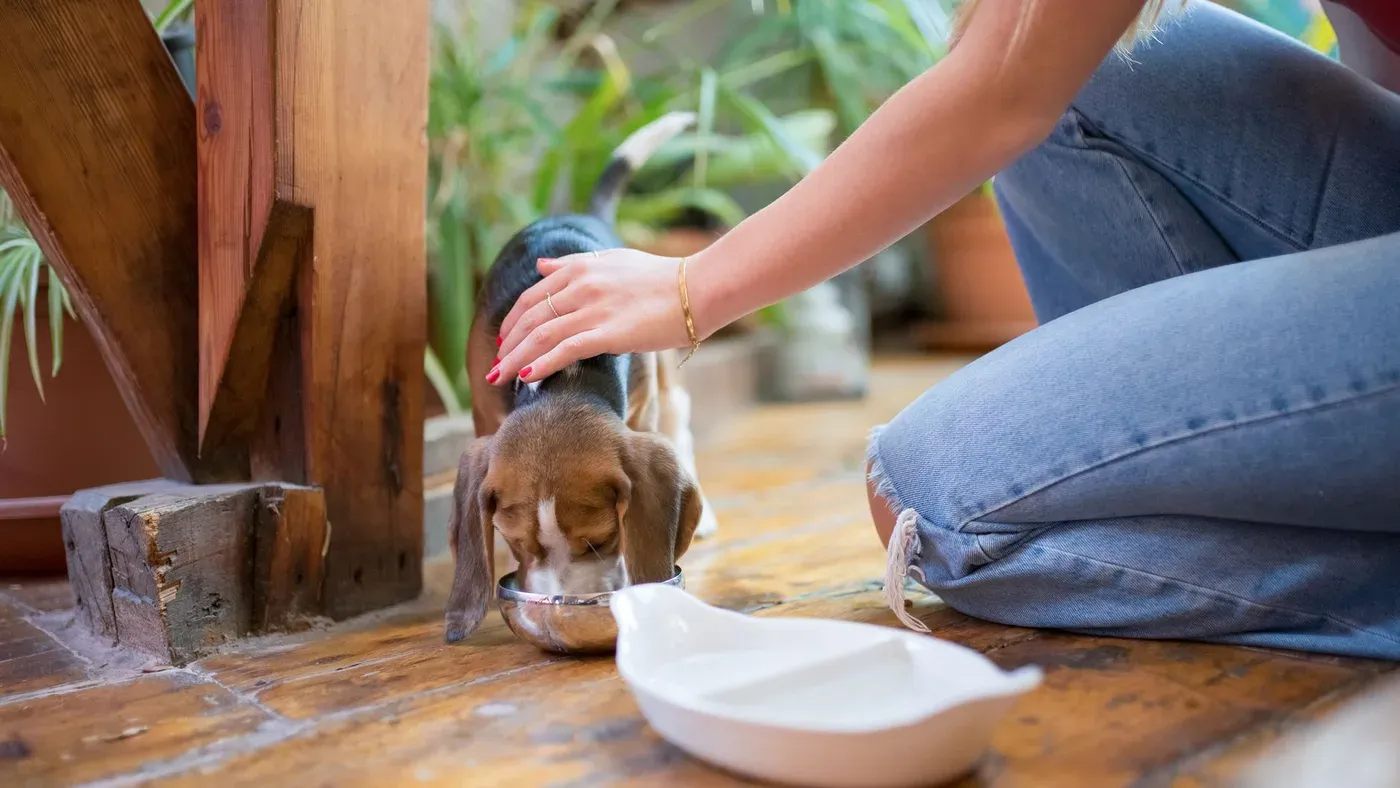 Hund som dricker vatten hemma