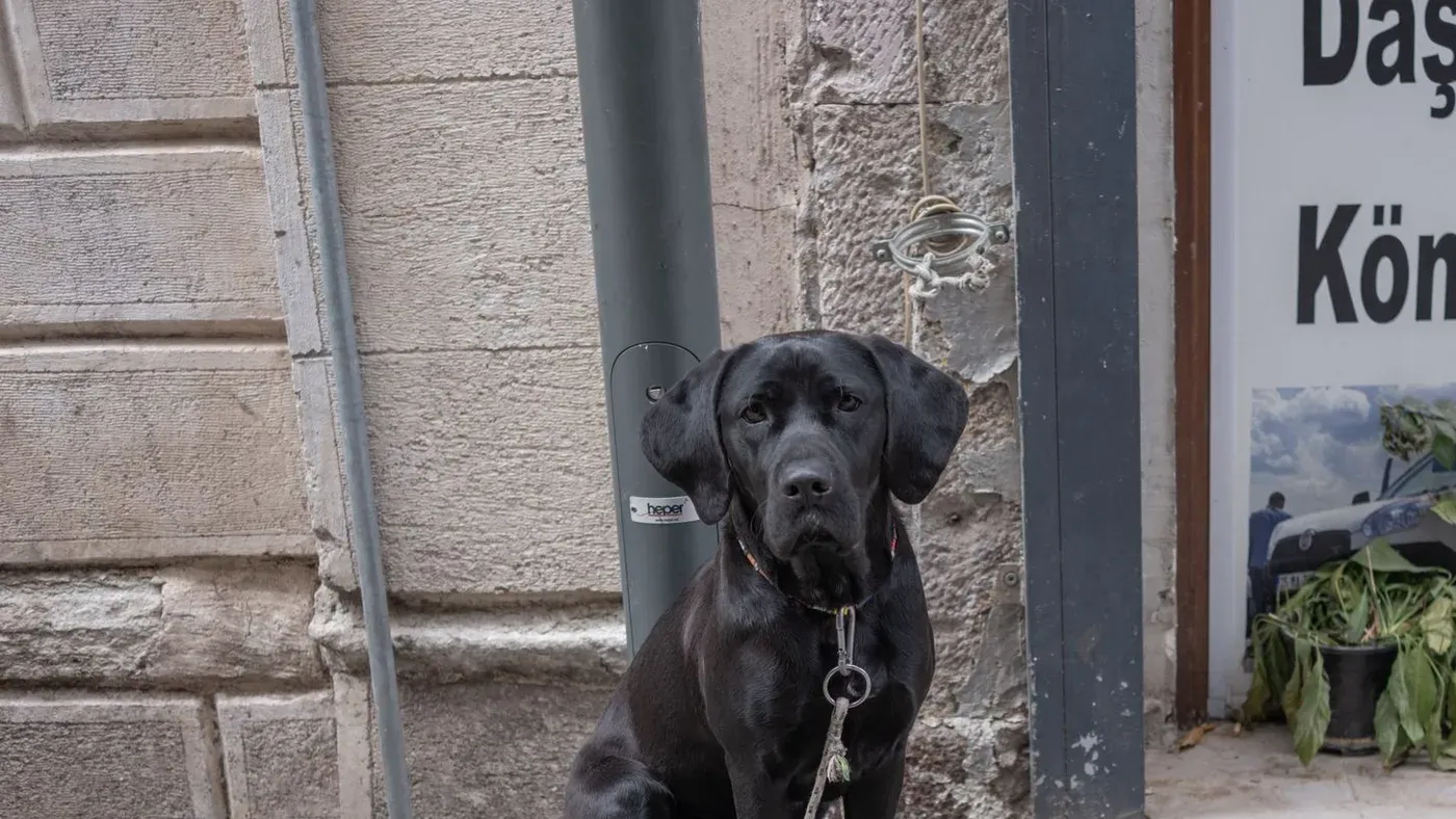 Hund som väntar på mat i köket