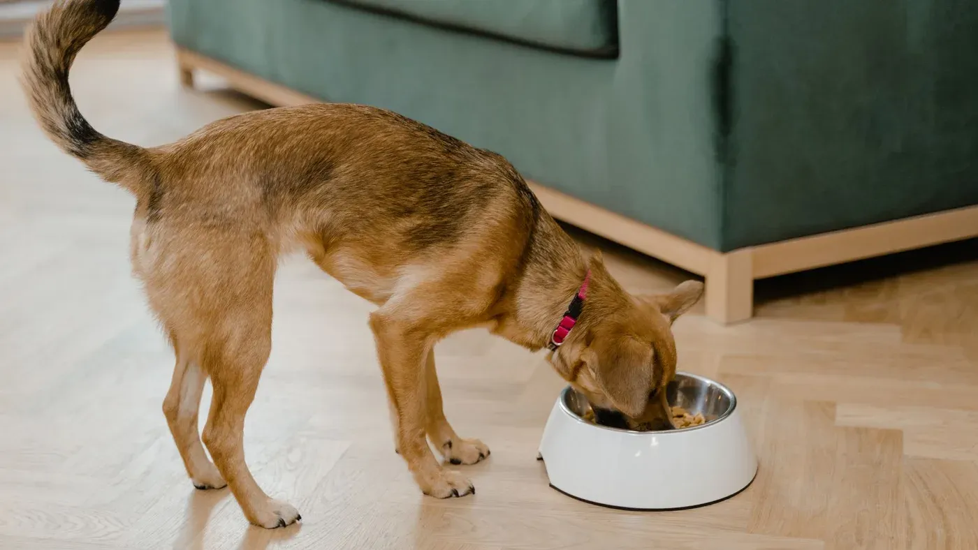 Hund vid matskål på golvet