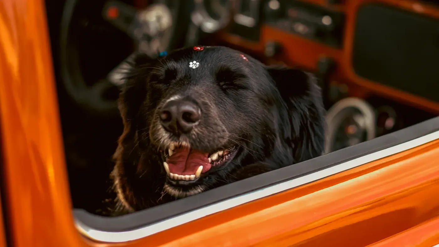 Äldre hund vid bilens baklucka