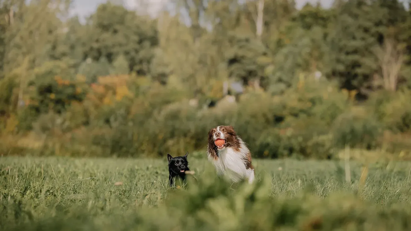 Hund som springer över fält
