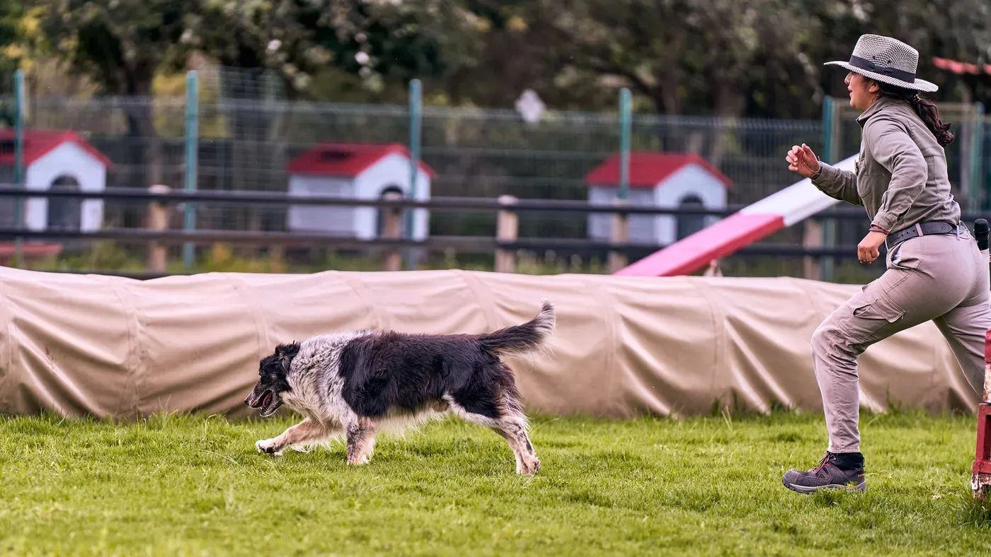Lydnadsträning med hund på fält