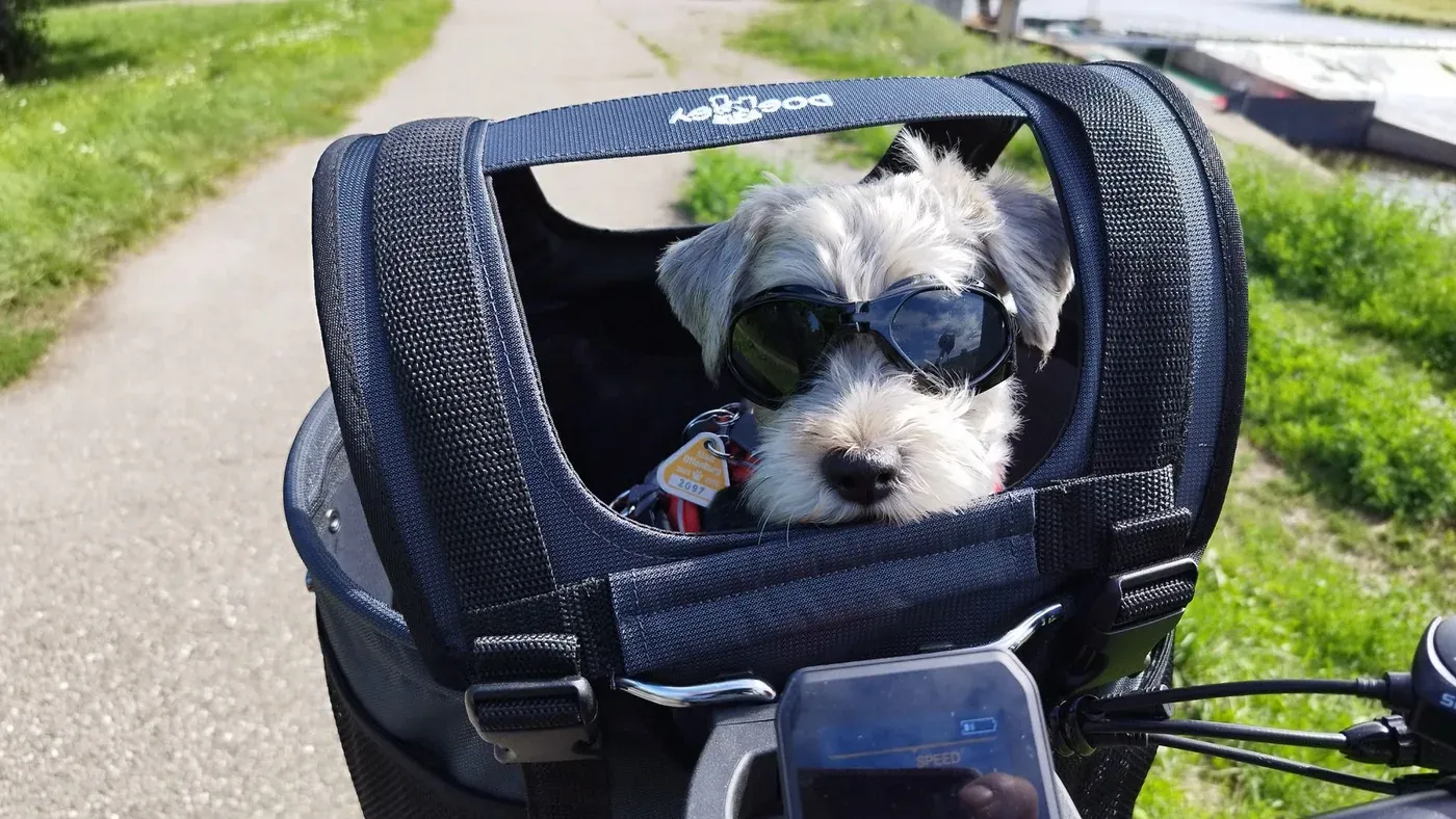 Liten hund på cykeltur