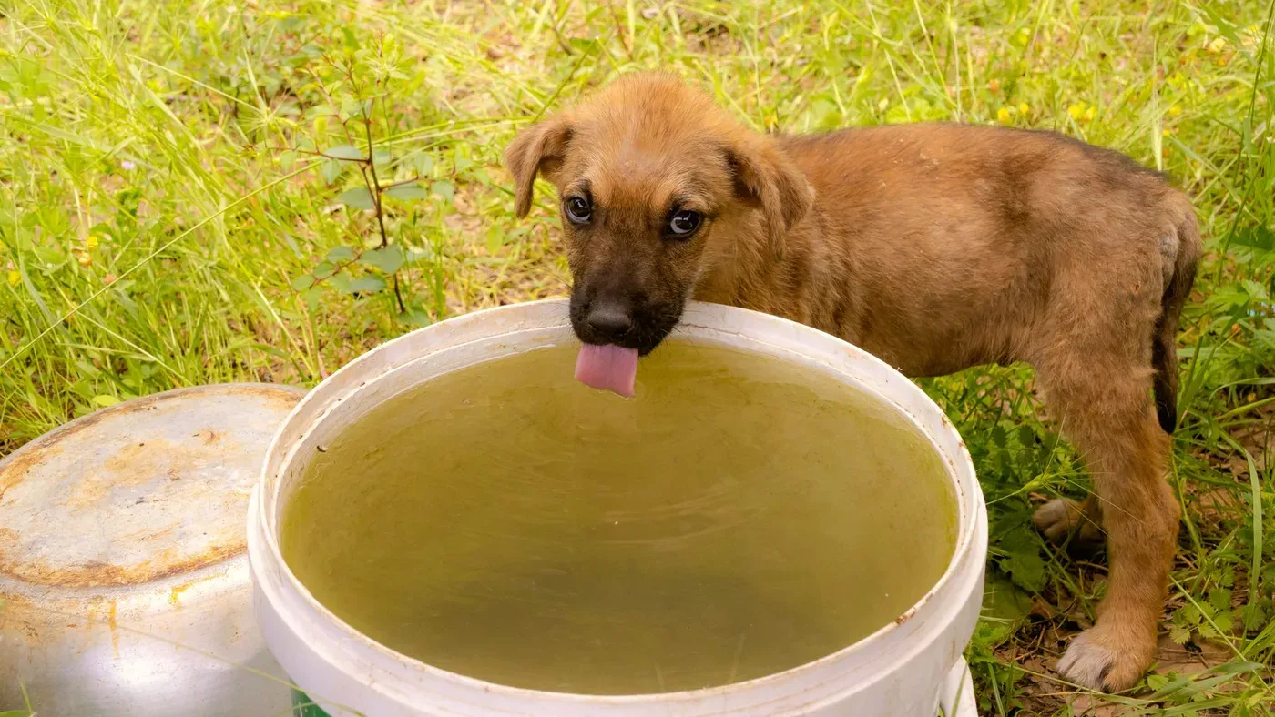 Törstig hund dricker vatten en varm dag