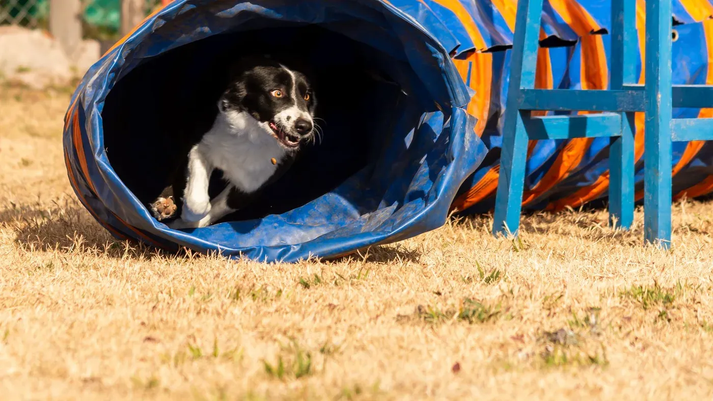Hund springer genom agilitytunnel
