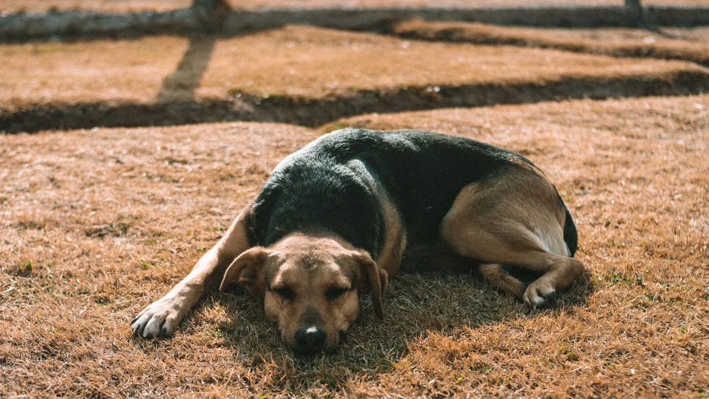 Hund som svalkar sig i skugga