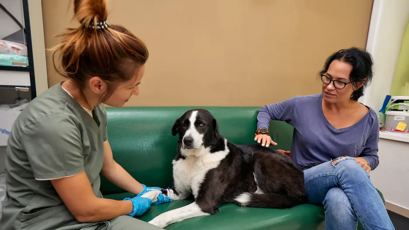 Hund hos veterinär för magproblem