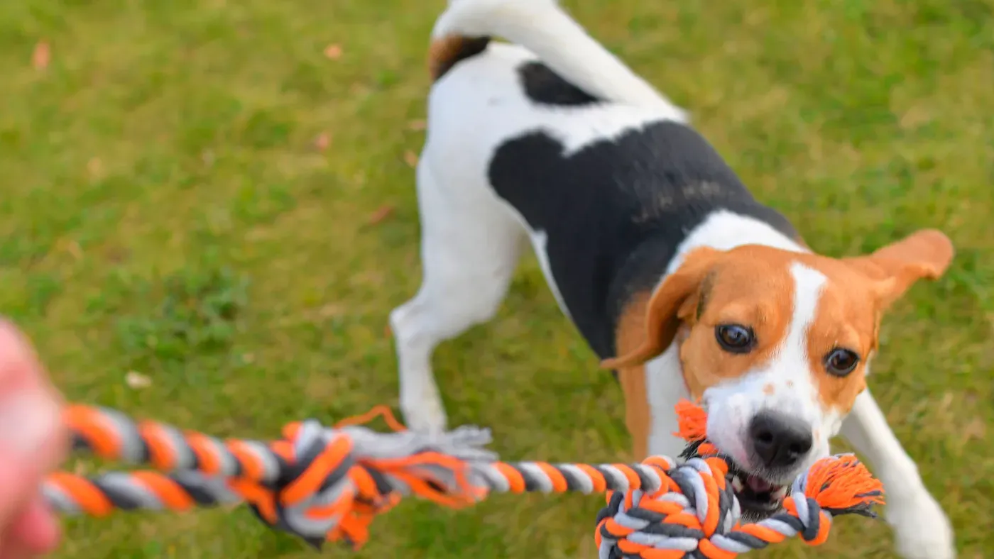 Hund leker dragkamp med repleksak
