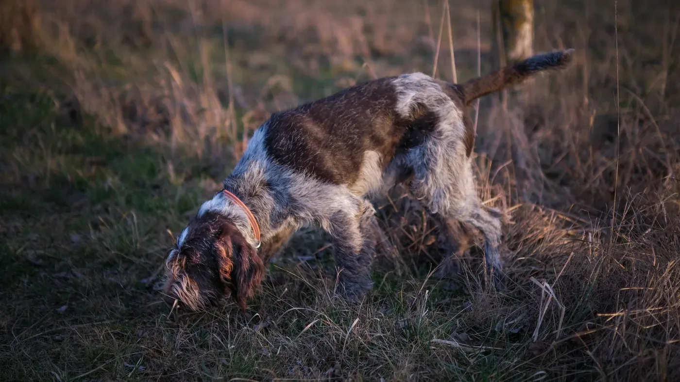 Hund som spårar med nosen i marken