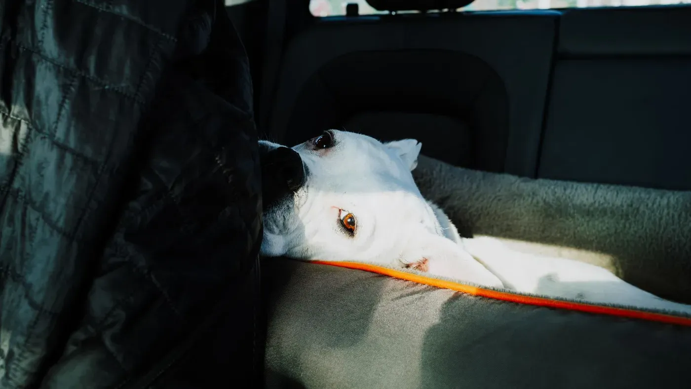 Hund i baksäte med säkerhetssele