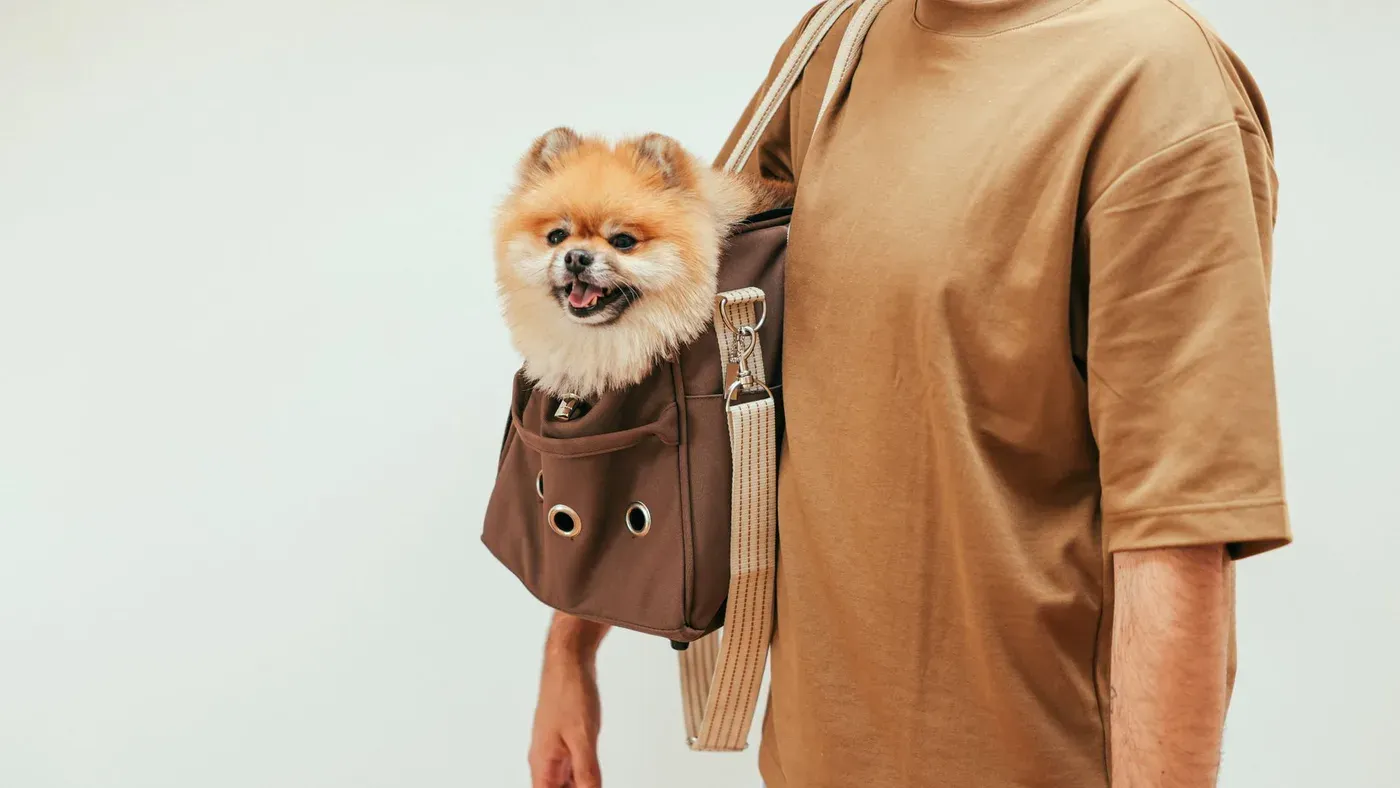 Hund i bärväska i stadsmiljö