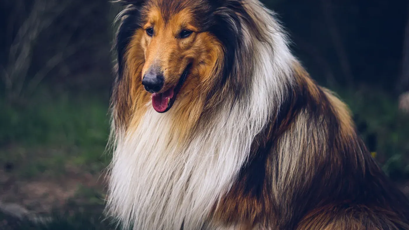 långhårig hund med blank päls