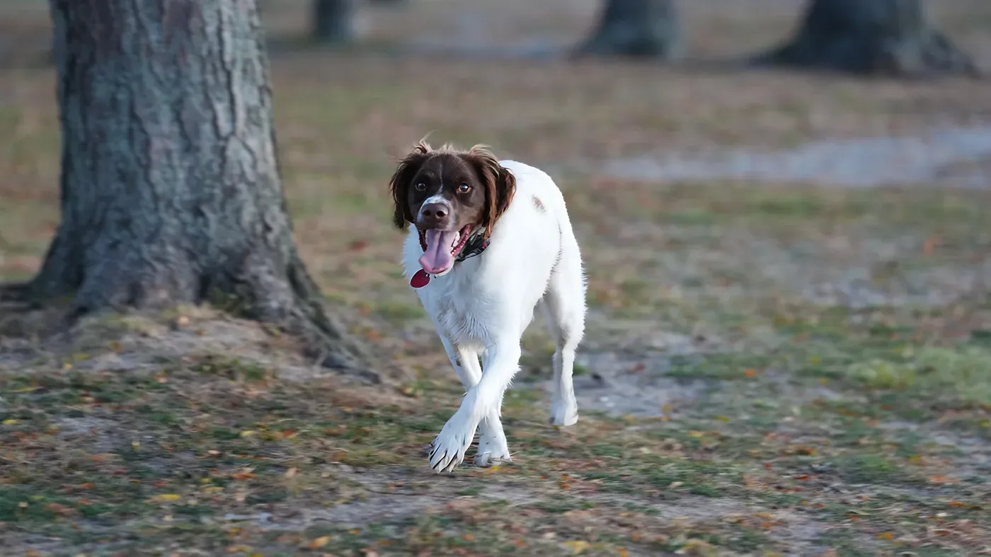Kvällspromenad med hund på hösten