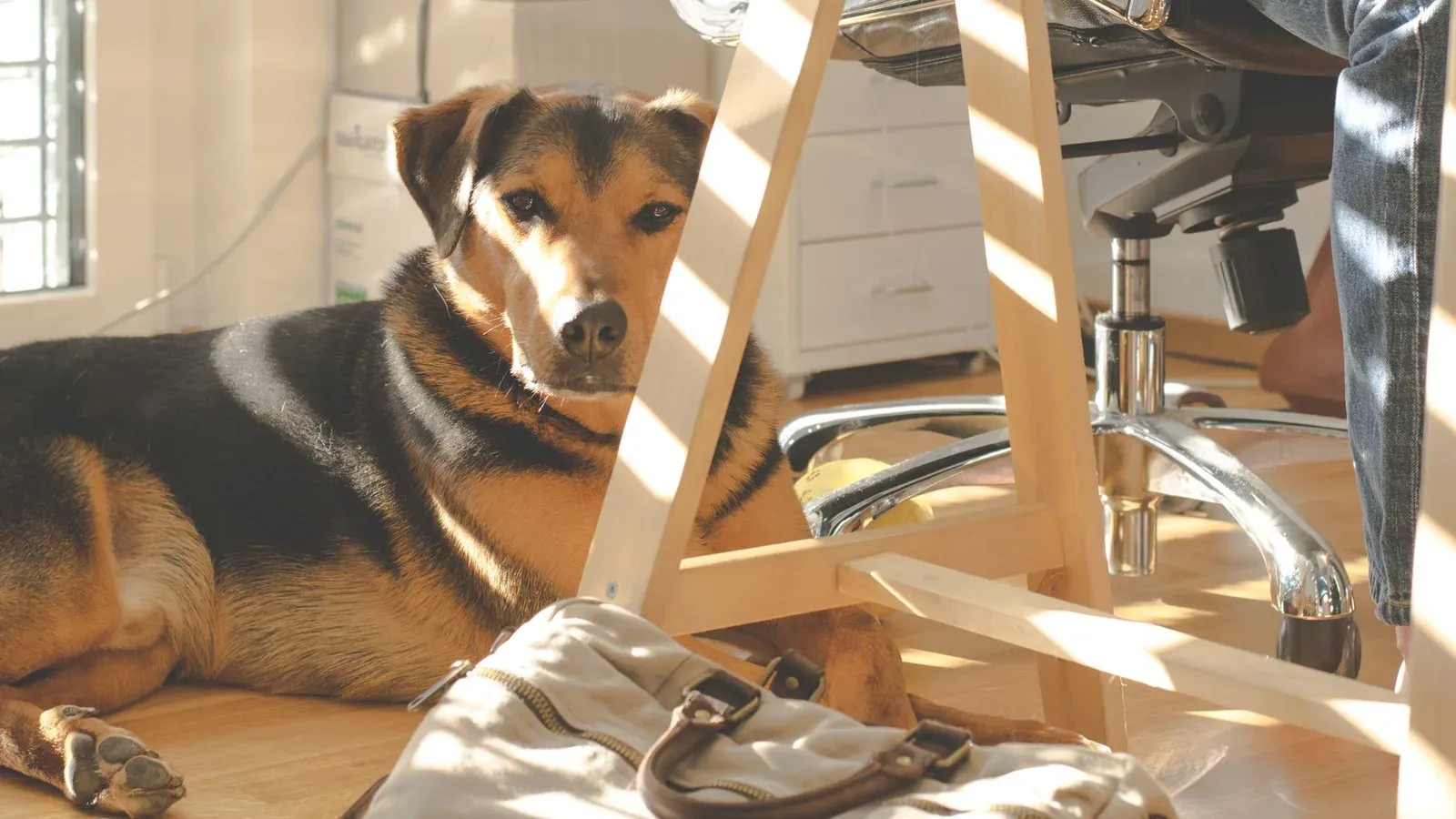 Hund som ligger vid ett skrivbord i ett soligt hemmakontor