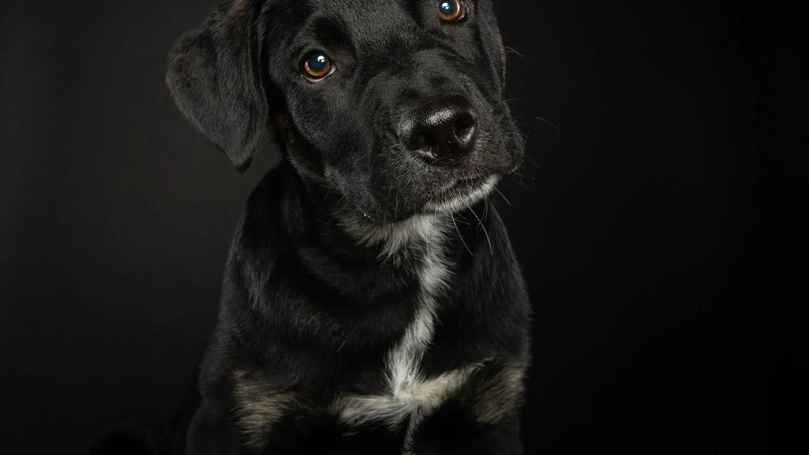 Nyfiken hund som lutar på huvudet