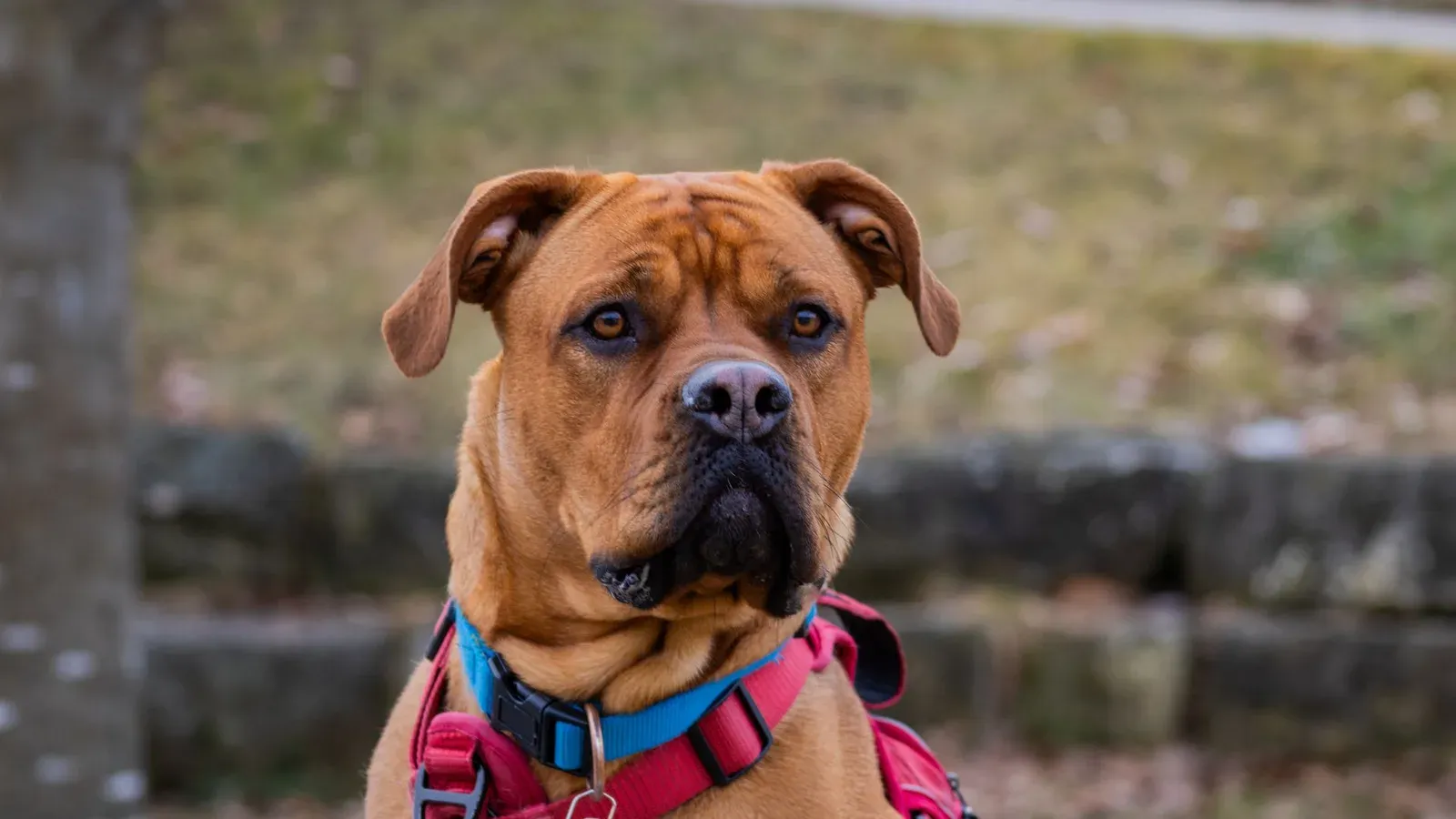 Hund i sele, en av produkttyperna vi jämför