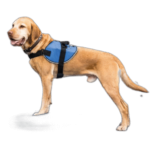 Fullständigt test av de bästa Aktiveringsleksaker Hund