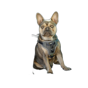 Fullständigt test av de bästa Bilsele Hund