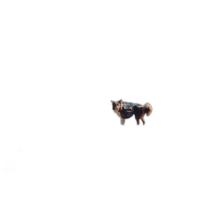 Fullständigt test av de bästa Klövjeväska Hund