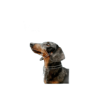 Fullständigt test av de bästa Nosgrimma Hund