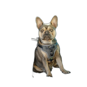 Fullständigt test av de bästa Säkerhetssele Hund
